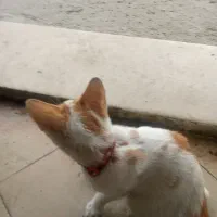 گربه گم شده