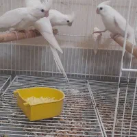 عروس هلندی آلبینو|پرنده|بندر دیر, |دیوار