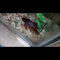 فایتر ماهی نر|ماهی|چابهار, |دیوار