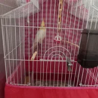 فروش عروس هلندی