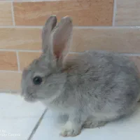 فروش خرگوش
