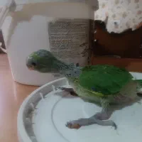 جوجه طوطی ملنگو سبز