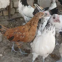 تخم مرغ و خروس تزیینی و جوجه لاکنوادر آلمانی