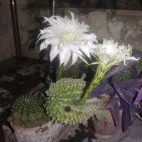 کاکتوس گلدار