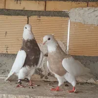 طوقی آجری|پرنده|اصفهان, لاله|دیوار