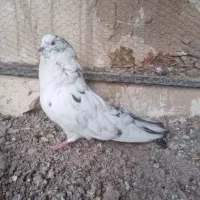 نر کشیده