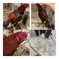 لاری کلکسیونی طوطی