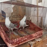 نر و ماده بدرنگ بومی