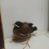 جوجه مینا کام سیاه