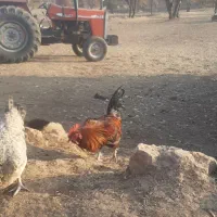 خروس محلی،کوردی