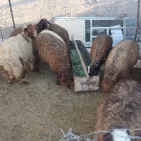 ۸ راس بره نر