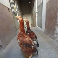 لاری|حیوانات مزرعه|تهران, طیب|دیوار