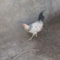 خروس