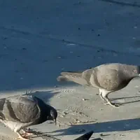 طوقی سفید بیزککیل و تیدی نر و چهار جوجه|پرنده|اردبیل, |دیوار