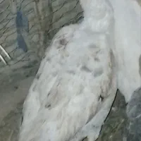 غاز یا بت|حیوانات مزرعه|خمک, |دیوار