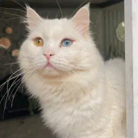 گربه پرشین میکس ماده