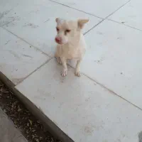 سگ نر|سگ|کرمان, |دیوار