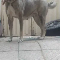 گمشده....گمشده مژدگانی|حیوانات|مرند, |دیوار