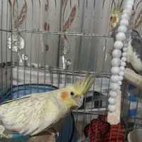 عروس هلندی ماده