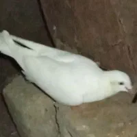 غاز نر ماده
