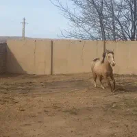 کره مادیان عرب|اسب و تجهیزات اسب‌سواری|بروجرد, |دیوار