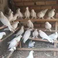 کبوتر یاهو|پرنده|بهار, |دیوار