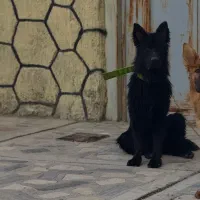 ژرمن بلک کینگ سایز|سگ|تبریز, |دیوار