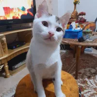 گربه نر dsh|گربه|لاهیجان, انقلاب|دیوار