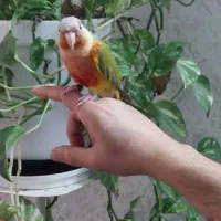 گرینچیک گمشده