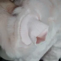 سرهمی گرم خزدار