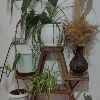 گل طبیعی با گلدان|گل و گیاه طبیعی|شیراز, کرونی(خاتونک)|دیوار