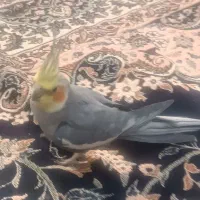 عروس هلندی نر دستی بازیگوش و سرگرم کننده