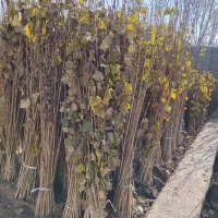 صنوبر برای بادشکن و جنگل‌کاری  کیفیت تضمینی