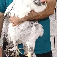 تخم مرغ برهما از نژاد اصیل