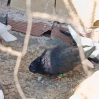 کبوتر دم سفیدزرد کرمانی سرخ|پرنده|نیشابور, مدرس|دیوار