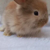 بچه خرگوش لوپ اصلی