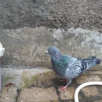 پرنده کبوتر