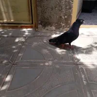 زاغ بمی نر