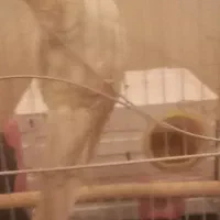 یک جفت عروس هلندی لوتینو  نر و ماده