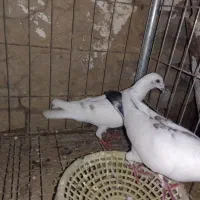 نر و ماده آلمان