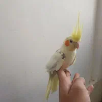 پرنده عروس هلندی|پرنده|گلمکان, |دیوار