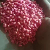 گندم بذری کلاته مقدار۲۵۰