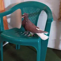کبوتر پرشی|پرنده|شیراز, گود عربان|دیوار