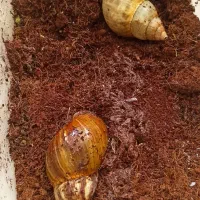 واگذاری حلزون