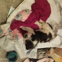 سک خونگیی نژاد دار|سگ|سنندج, |دیوار