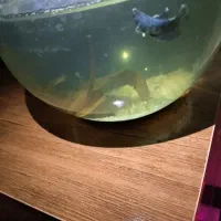 فایتر ماده گرید AA هافمون