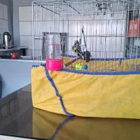 سهره جوجه قفس