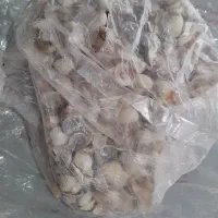 صدف