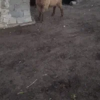 اصلاندوز  مغان|حیوانات مزرعه|بران, |دیوار