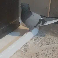 کبوتر رفتنی نر